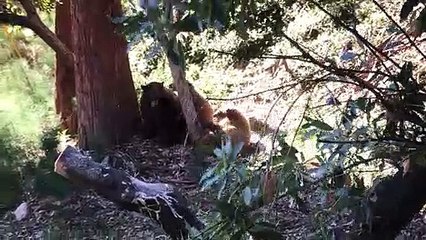 Mama Bear se bat avec des oursons - Buzz Buddy