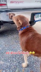 Chien grogne à la réflexion dans le pare-chocs - Buzz Buddy