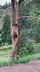 Acrobatic Bear Goes For Bird Feeder - Buzz Buddy