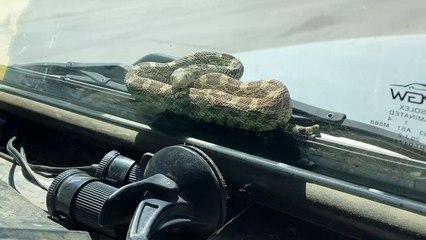 Snake fait un tour sur le pare-brise - Buzz Buddy