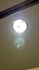Iguane trouvé dans le luminaire de la salle de bain - Buzz Buddy