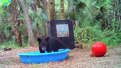 Bear Cub aime la balle et la piscine - Buzz Buddy