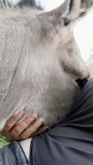 Adorable âne aime l'affection - Buzz Buddy