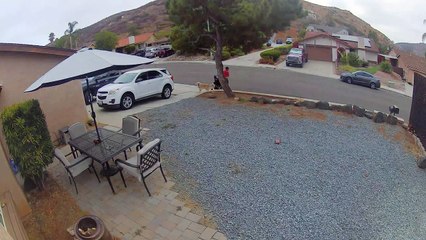 Mon chien a fermé la porte d'entrée et l'anarchie s'est ensuivie - Buzz Buddy