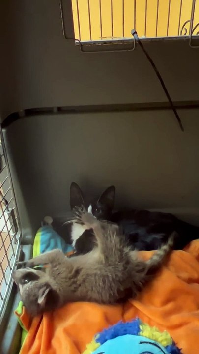 Le chaton et le raton laveur orphelins sont inséparables - Buzz Buddy