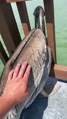 Les spectateurs sauvent un pélican accroché - Buzz Buddy