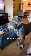 Un chien voit une montgolfière et pense que c'est Dieu - Buzz Buddy