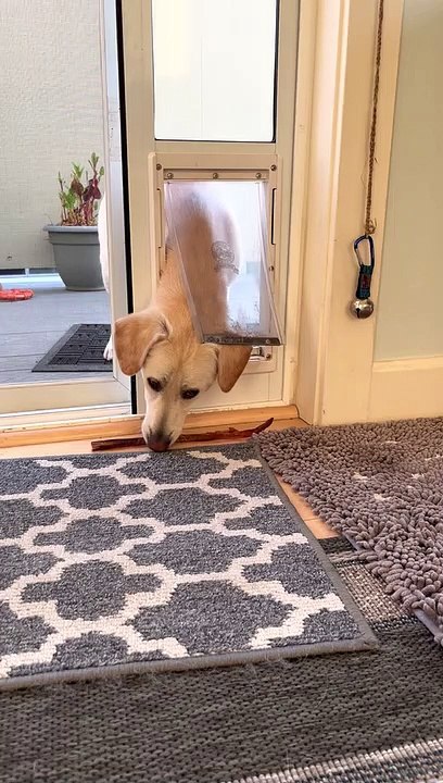 Chiot résolveur de problèmes - Buzz Buddy