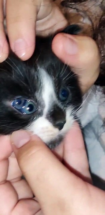 Le chaton a un troisième œil - Buzz Buddy