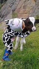 Petite fille chante pour bébé veau - Buzz Buddy