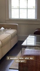 Ce chien est-il coupable d'avoir mangé le chargeur - Buzz Buddy