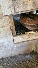 Chicken Runs Snake Out of the Nest - Buzz Buddy