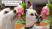 This unreal cat loves to consume fresh flowers.