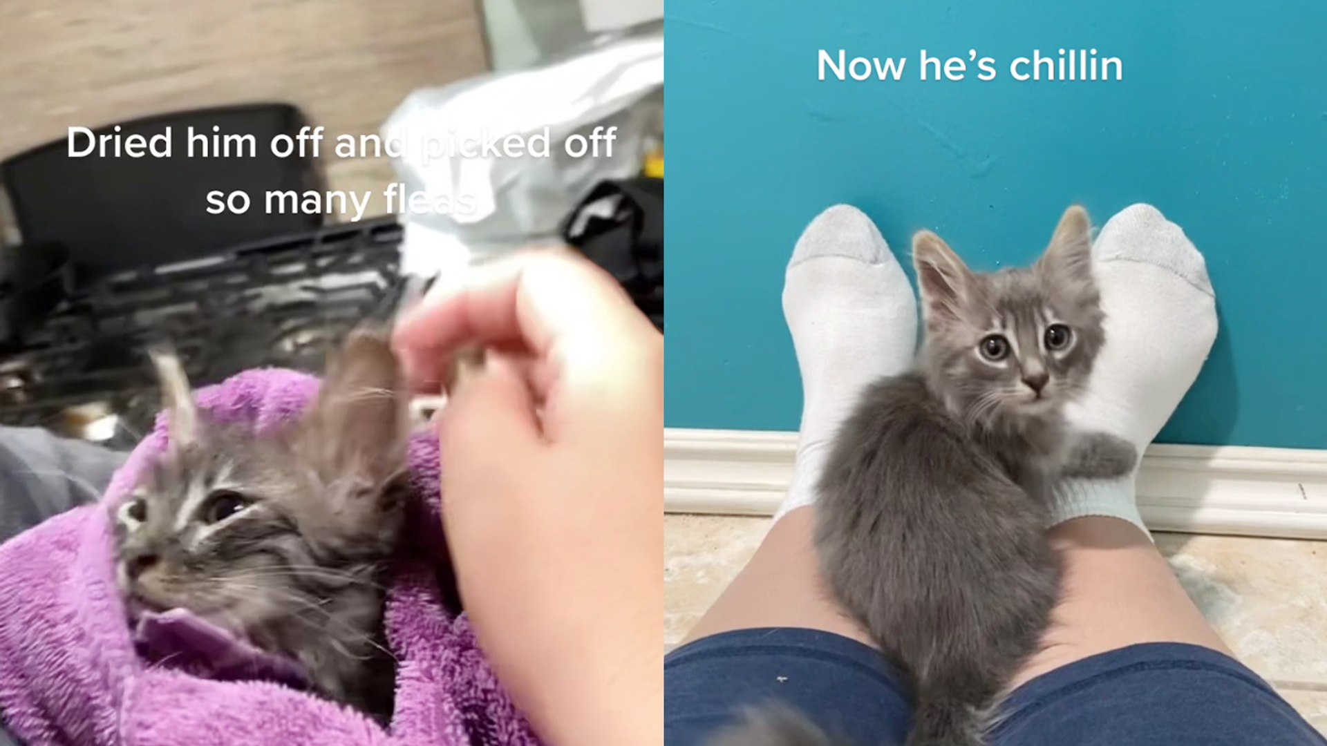 ⁣Kindhearted girl taking care of adorable kitten that she rescued with her friends