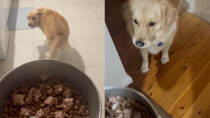 Dog has a hysterical reaction to dinner
