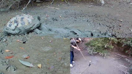 Un homme sauve une tortue de la boue collante - Buzz Buddy