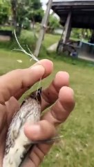 Aider un oiseau suspendu à une ficelle - Buzz Buddy