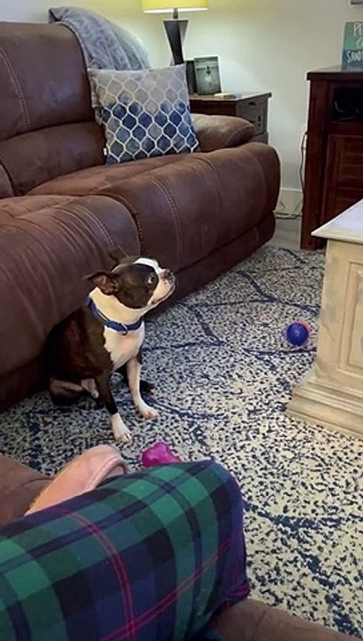 Le chiot veut que papa joue - Buzz Buddy
