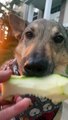 Dog Munches on Zucchini - Buzz Buddy