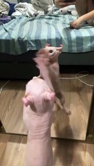 Elf Cat se fâche contre Mirror