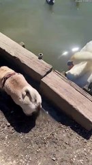 Swan Picks sur Pug - Buzz Buddy