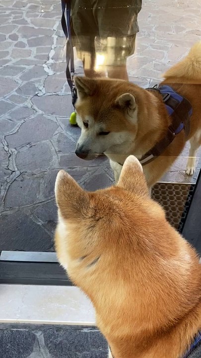 Akita ne fait pas confiance au chien dans la fenêtre - Buzz Buddy