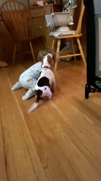 Bébé et chiot Basset Hound se font des amis rapides - Buzz Buddy