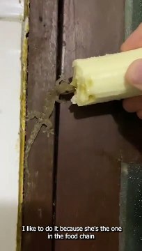 L'heure du dîner pour mes amis lézards des murs - Buzz Buddy