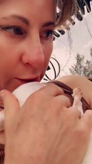 Consoler mon chihuahua qui lui a tapé un œil - Buzz Buddy