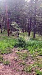 Blue Heeler joue avec Elk Through Fence - Buzz Buddy