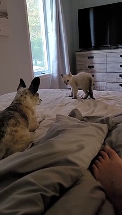 Bébé Lynx cherche des problèmes avec Chihuahua - Buzz Buddy