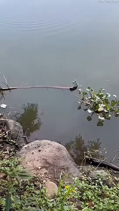 Petit poisson évite les gros poissons - Buzz Buddy