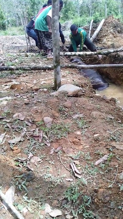 Sauver un buffle d'eau d'un puits - Buzz Buddy