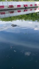 Une mouette blessée permet à Guy de l'aider - Buzz Buddy