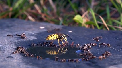 La guêpe s'envole pour secouer les fourmis - Buzz Buddy