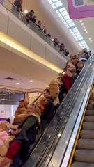 Défilé des Golden Retrievers Descend Escalator - Buzz Buddy