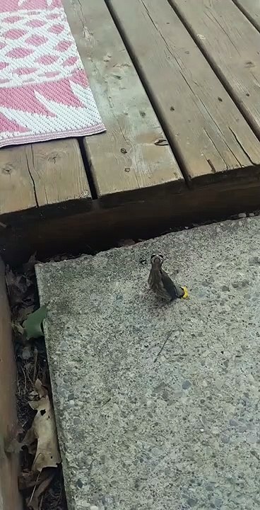 Les créatures curieuses inspirent des questions honnêtes - Buzz Buddy