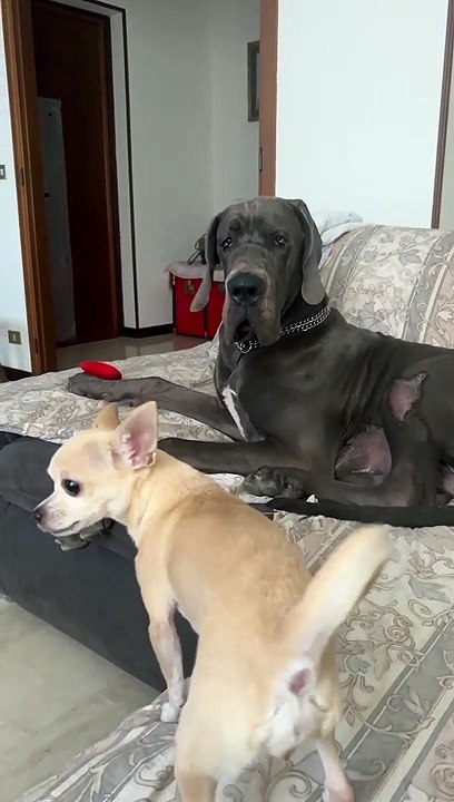 Chihuahua veut le jouet de Great Dane - Buzz Buddy