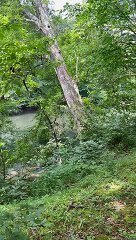 Trébucher sur un arbre tombant dans la rivière - Buzz Buddy