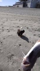 Nourrir un pygargue à tête blanche avec un poisson à la main - Buzz Buddy