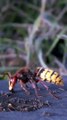 Angry Hornet combat les fourmis - Buzz Buddy