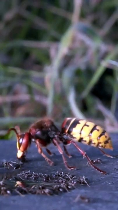 Angry Hornet combat les fourmis - Buzz Buddy