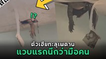 หัวใจจะวาย จู่ ๆ ตัวเงินตัวทอง ทะลุเพดานห้อง โผล่ขาให้เห็นชัด ๆ