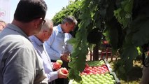 Karaman haber! Karaman Valisi Tuncay Akkoyun elma hasadına katıldı