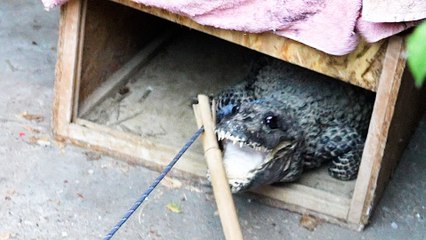 « Si tu le lâches, je me fais bouffer » :  les crocodiles domestiques du pavillon de l'Essonne exfiltrés vers un sanctuaire de reptiles