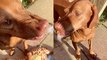 ''Talking' Vizsla pup tries to get its owner's attention by attacking its stuffed toy '