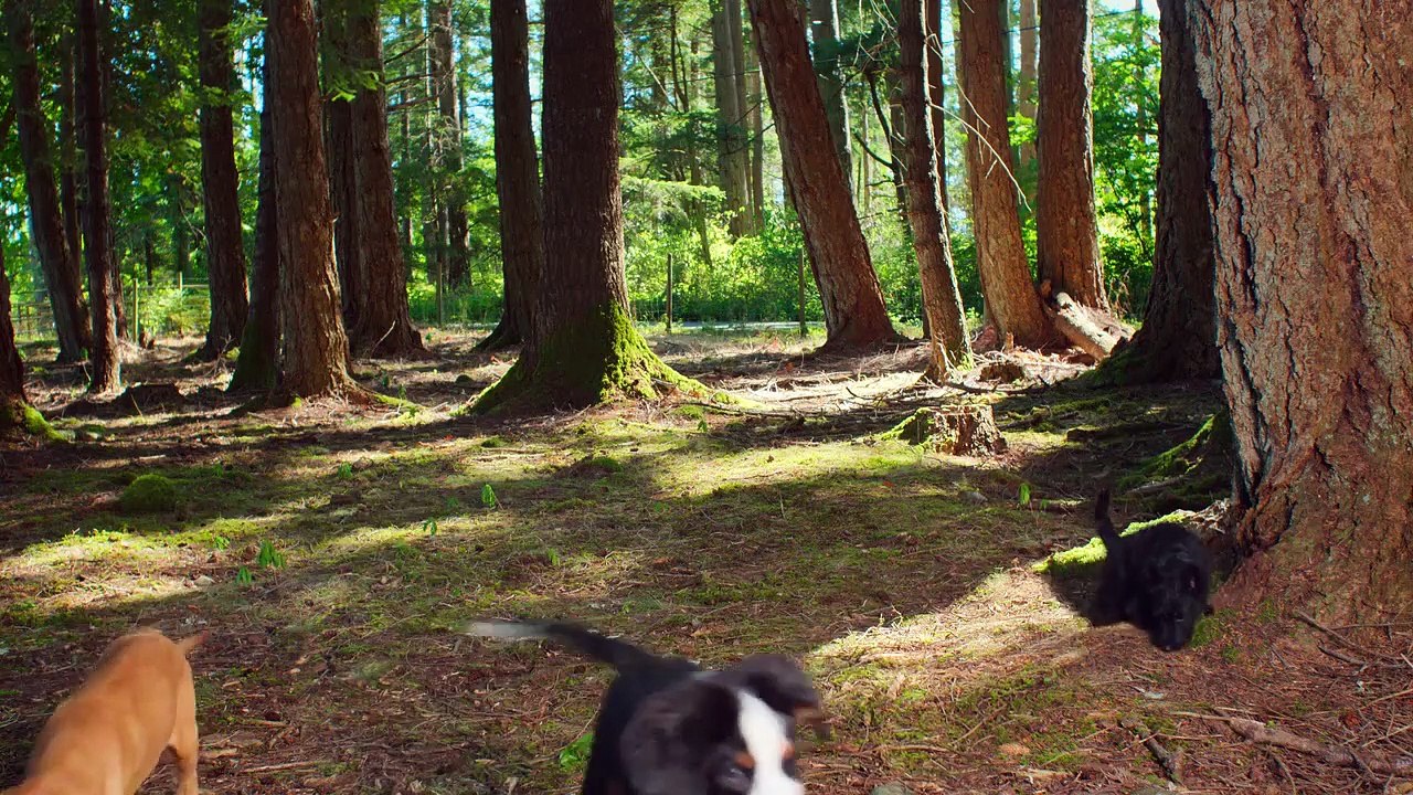 Super PupZ Staffel 1 Folge 3 HD Deutsch