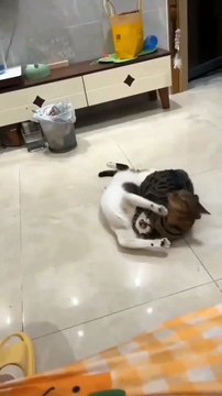 Cats Wrestling fight scenes funny