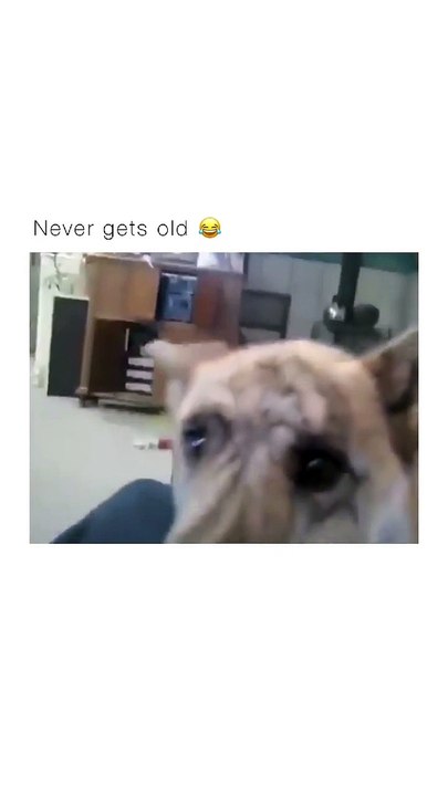 Hilarious conversation with dog 