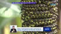 Halos 7-talampakang haba ng buwig ng saging, kinagiliwan sa Mauban, Quezon | Saksi